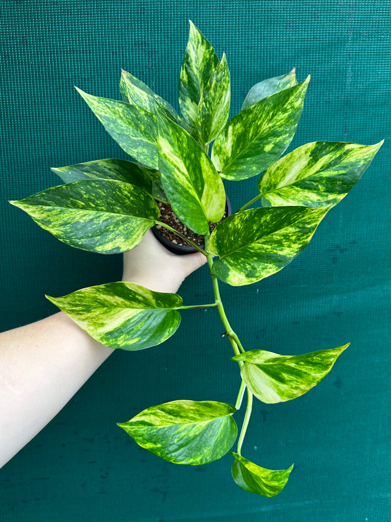 Pothos 'Golden'