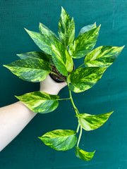 Pothos 'Golden'