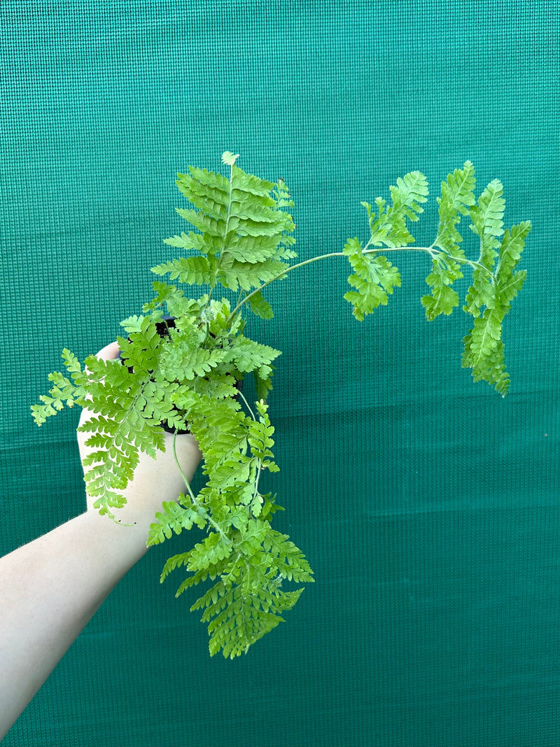 Pteris Fern Unknown 6