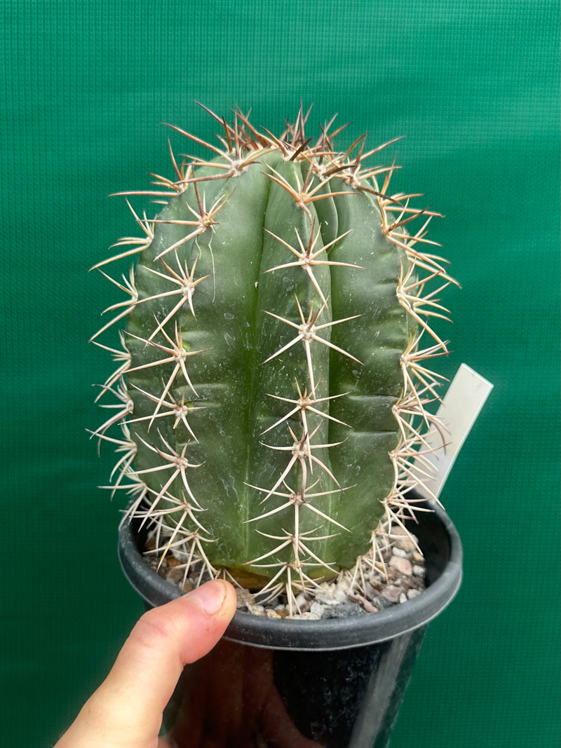 Melocactus Zehntneri NEW