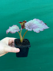 Begonia NOID 59 NEW