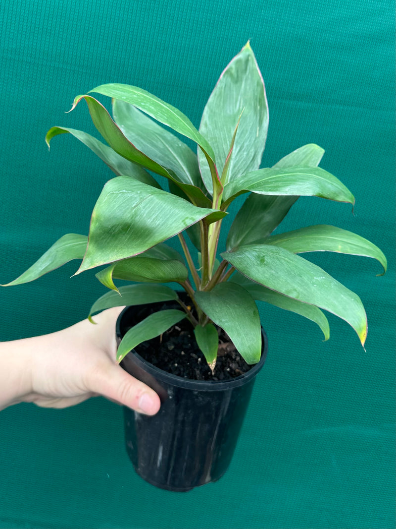 Cordyline fruticosa ‘Stacey’ NEW