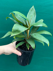 Cordyline fruticosa ‘Stacey’ NEW