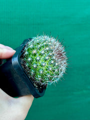 Mammillaria zeilmaniana