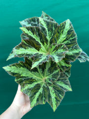 Begonia ‘Norgrove Star’