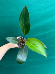 Philodendron ‘Rojo Congo’