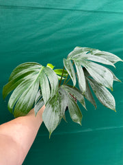 Epipremnum ‘Dragons Tail’