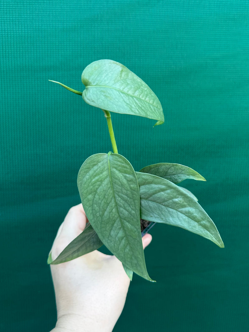Epipremnum Pinnatum Cebu Blue