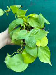 Philodendron ‘Heart Leaf Lime’