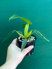 Philodendron ‘Martianum’ NEW