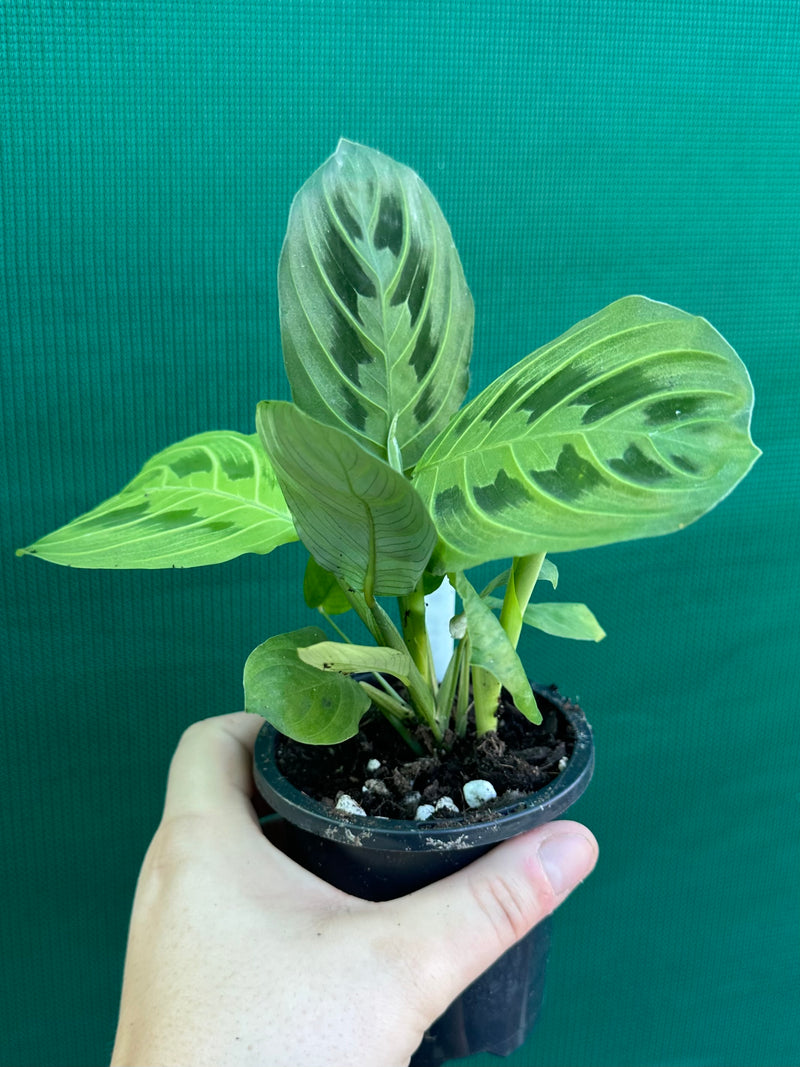 Maranta ‘Lemon Lime’