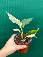 Spathiphyllum ‘Picasso’