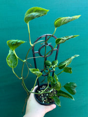 Epipremnum Shangri La