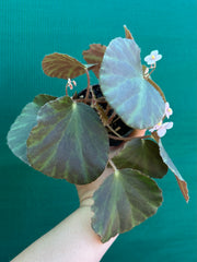 Begonia tagbanua variegated NEW