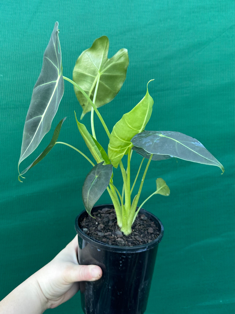Alocasia ‘Green Velvet’
