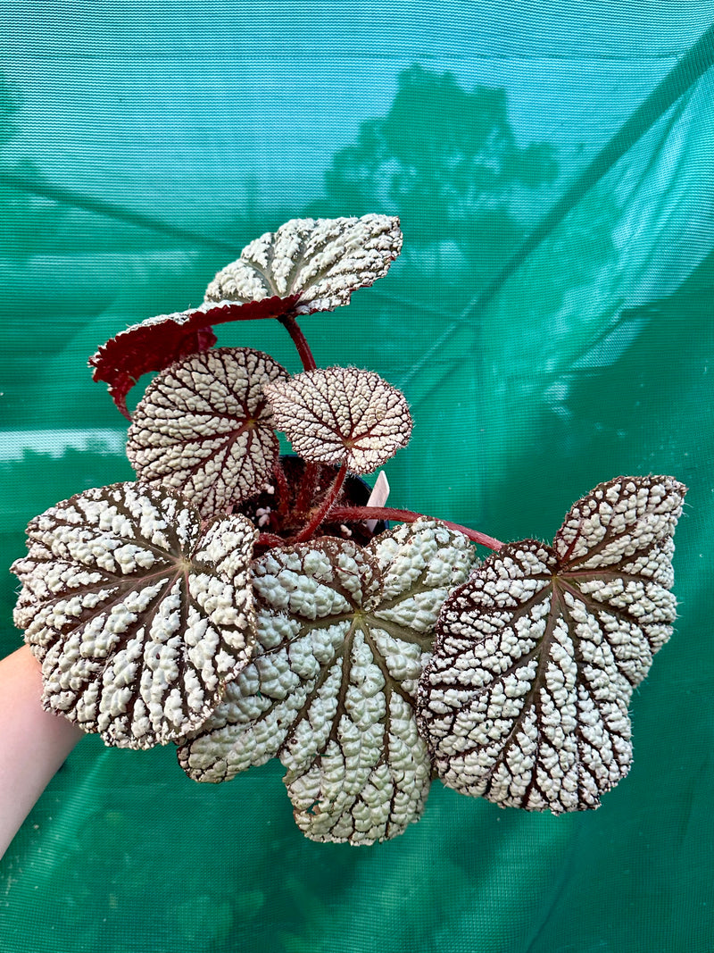 Begonia ‘Sri Lankan Beauty’