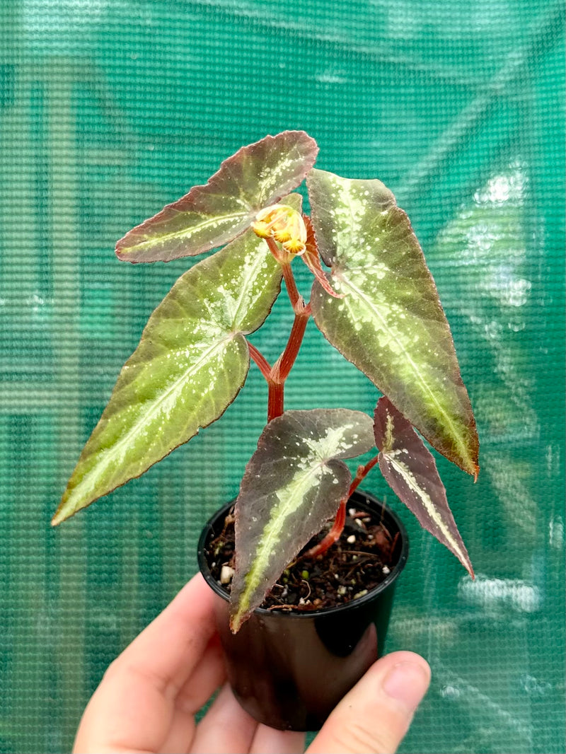 Begonia variabilis (long leaf) NEW
