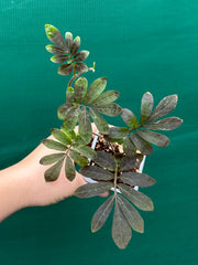 Solanum uleanum