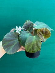 Begonia tagbanua variegated NEW