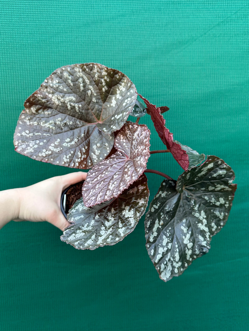Begonia ‘Silver Galaxy’