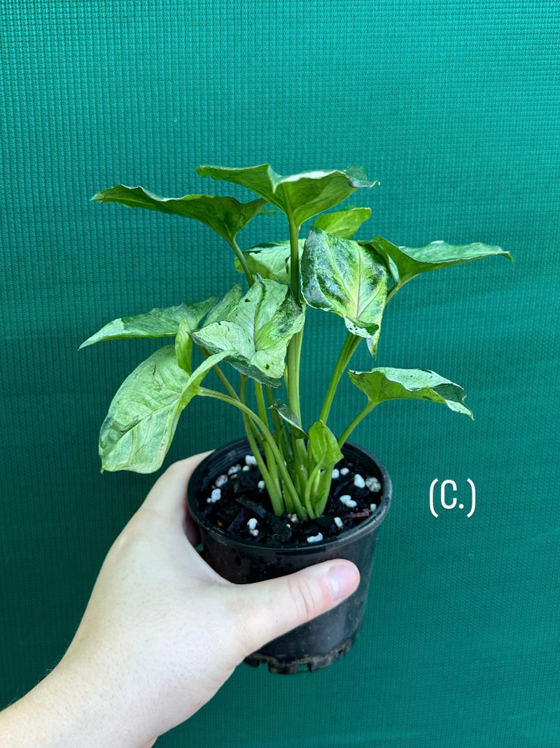 Syngonium 'Green Splash' NEW