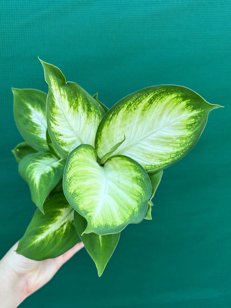 Dieffenbachia ‘Marianne’