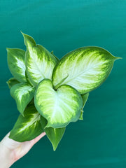 Dieffenbachia ‘Marianne’