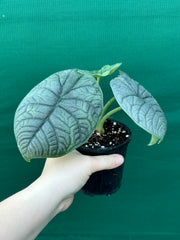 Alocasia ‘Melo’