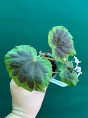 Begonia sumatra dongranensis