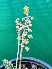 Ledebouria Paricifolia ‘Scilly’ (Cape Lilly)