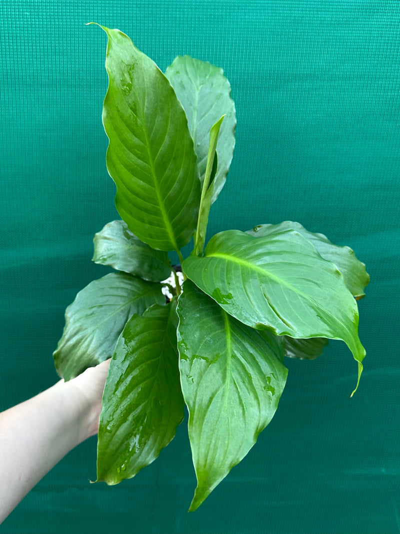 peace lily mojo Spathiphyllum 'Peace Lily Mojo'