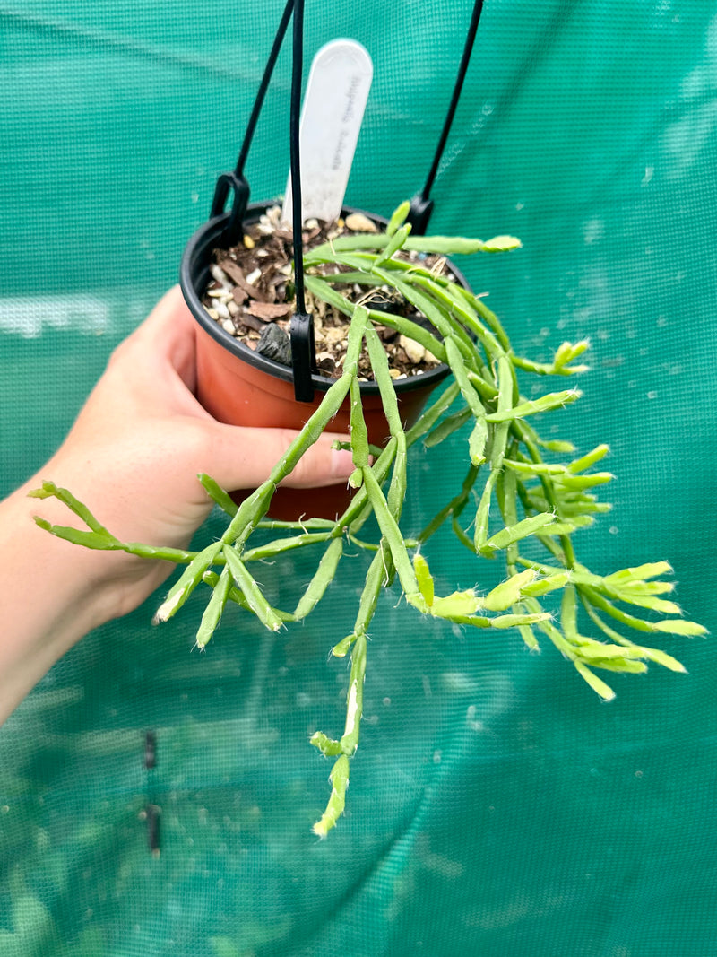 Rhipsalis Sulcata