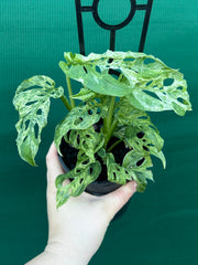 Monstera adansonii (Mottled Variegation) NEW
