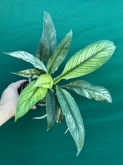 Spathiphyllum ‘Candle Light’