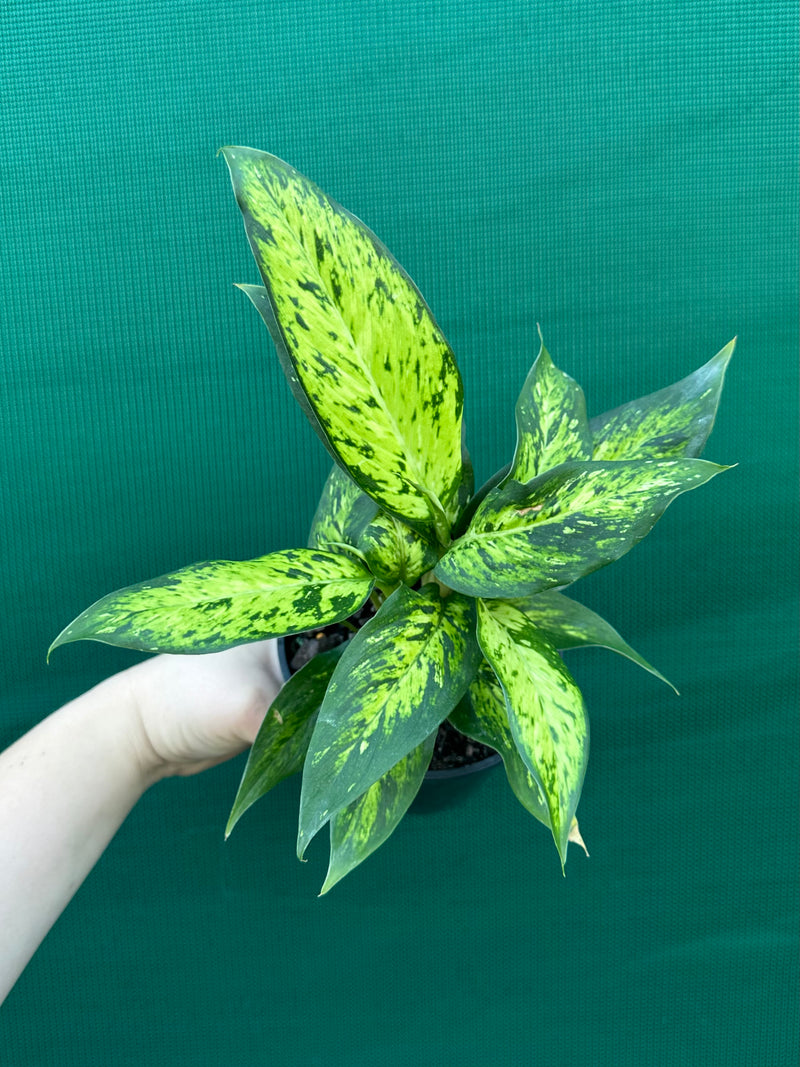 Dieffenbachia ‘Star Bright’ NEW