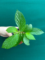 Begonia ulmifolia