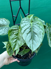 Philodendron sodiroi