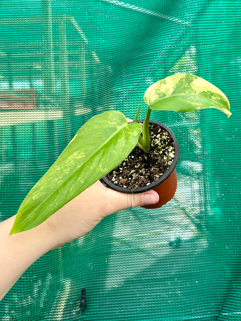 Philodendron ‘Domesticum Variegated’