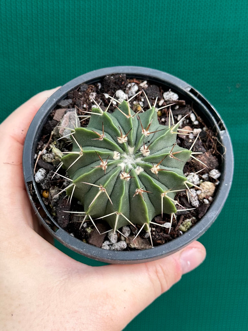 Parodia unknown