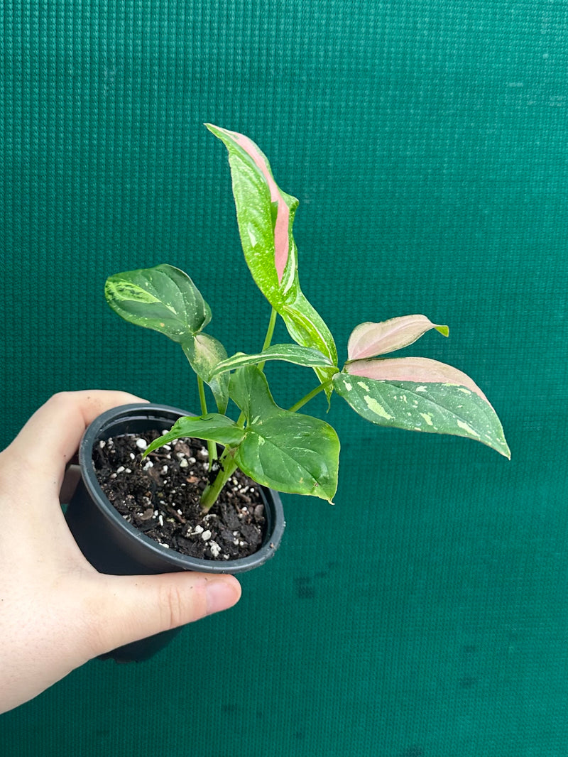 Syngonium ‘Red Spot Tri-Colour’