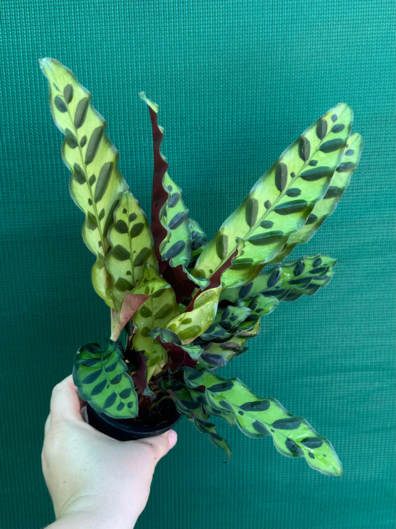 Calathea ‘Insignis’