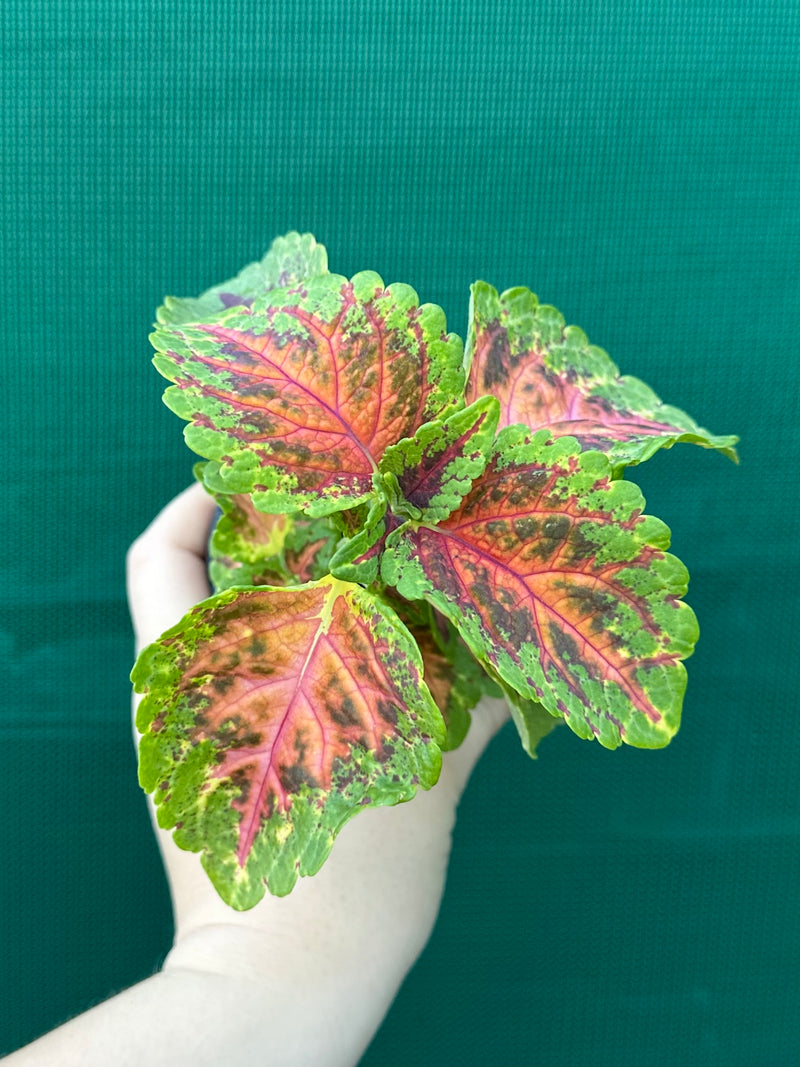 Coleus NOID 6
