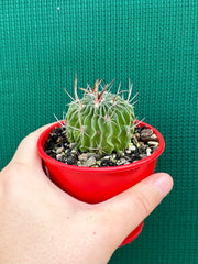 Stenocactus