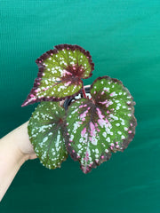 Begonia NOID 3 NEW