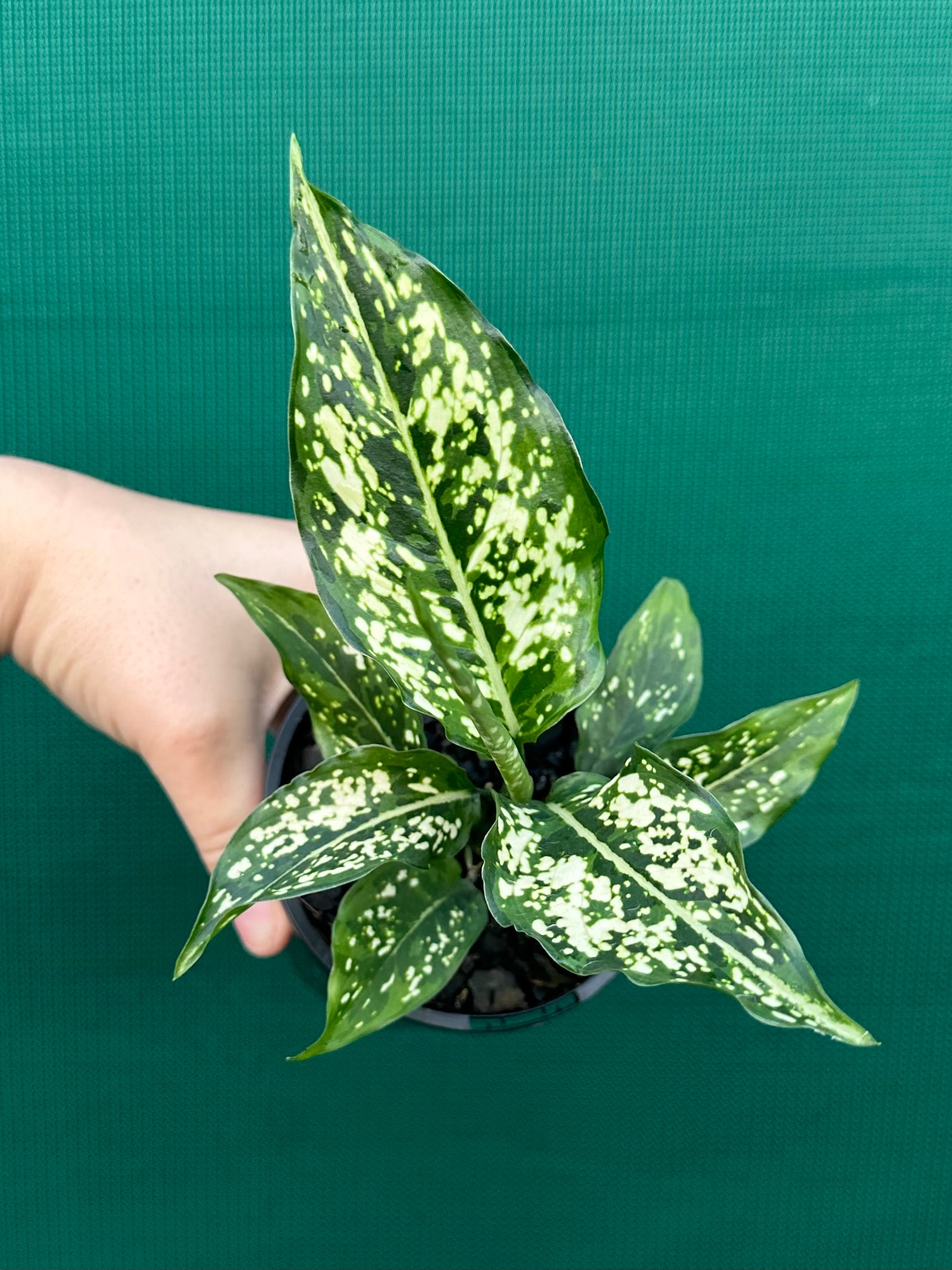 is aglaonema an aroid Aglaonema 'Snowflake'