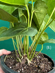 Anthurium ‘Magnificum’ NEW