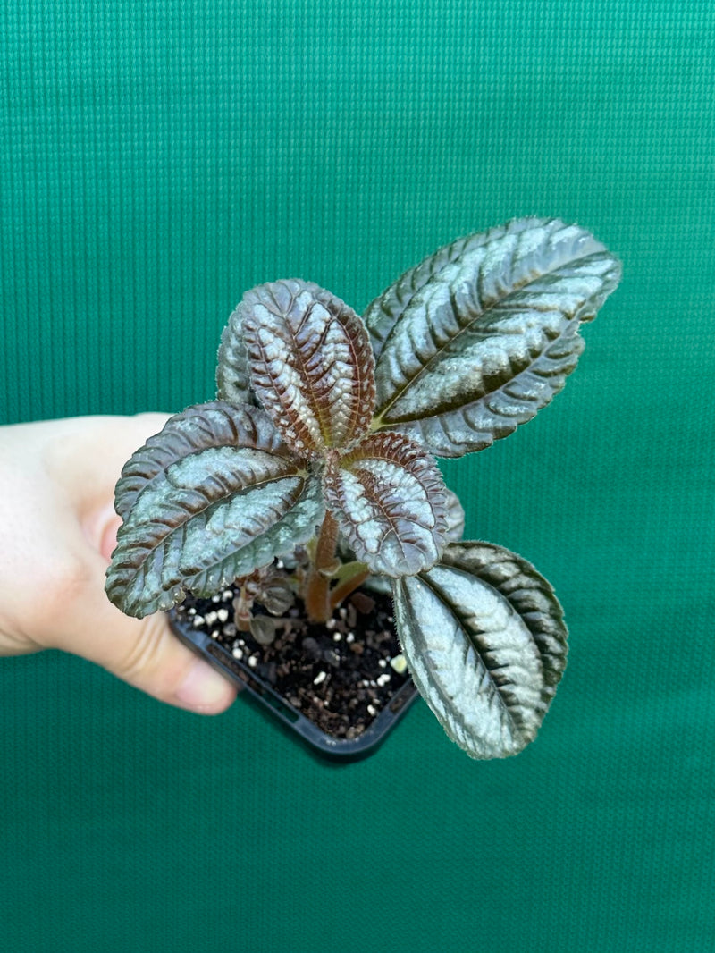 Pilea involucrata ‘Norfolk’