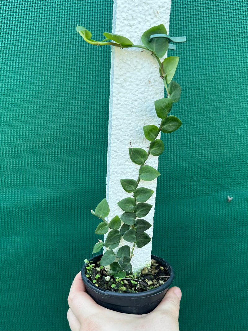 Rhaphidophora Hayi
