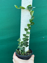 Rhaphidophora Hayi