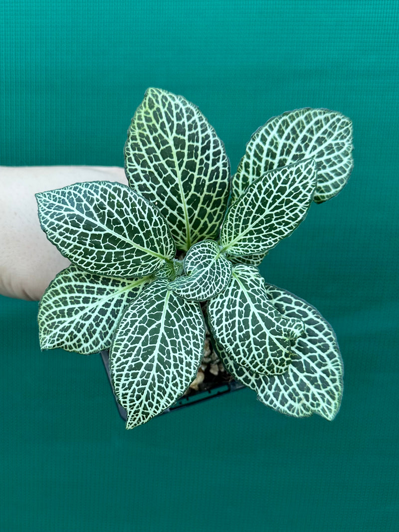 Fittonia ‘White Anne’